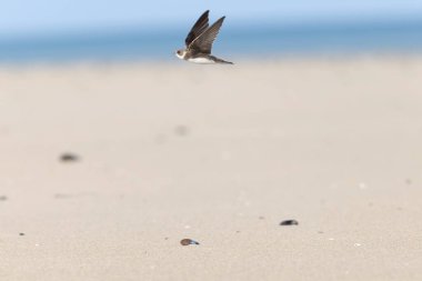 Sand Martin Riparia Riparia Fransa 'nın Normandiya kıyılarından