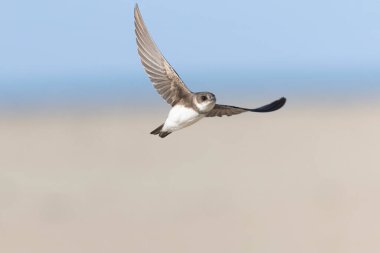 Sand Martin Riparia Riparia Fransa 'nın Normandiya kıyılarından