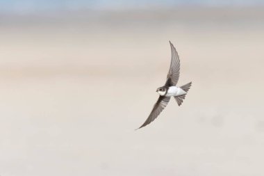 Sand Martin Riparia Riparia Fransa 'nın Normandiya kıyılarından