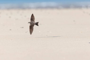 Sand Martin Riparia Riparia Fransa 'nın Normandiya kıyılarından