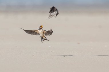 Ahır Kırlangıcı Hirundo rustica uçuyor 