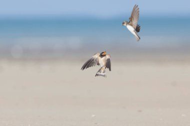 Barn Swallow Hirundo rustica in flight  clipart