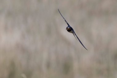 Ahır Kırlangıcı Hirundo rustica uçuyor 