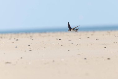 Ahır Kırlangıcı Hirundo rustica uçuyor 