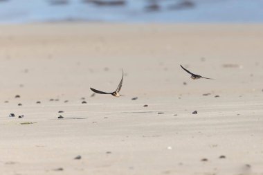 Ahır Kırlangıcı Hirundo rustica uçuyor 