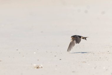 Barn Swallow Hirundo rustica in flight  clipart