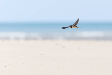 Ahır Kırlangıcı Hirundo rustica uçuyor 