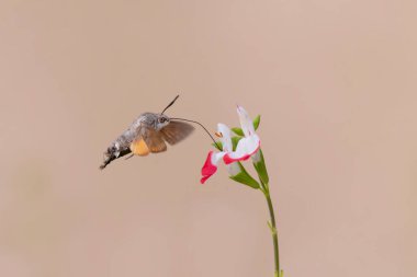 Sinekkuşu-şahin güvesi Macroglossum stellatarum bir bahçede çiçek besliyor