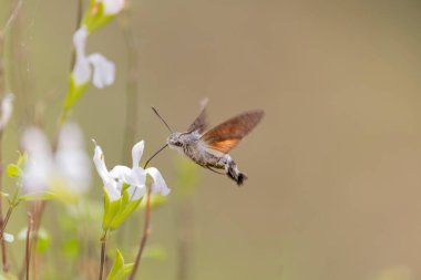 Sinekkuşu-şahin güvesi Macroglossum stellatarum bir bahçede çiçek besliyor