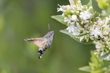 Sinekkuşu-şahin güvesi Macroglossum stellatarum bir bahçede çiçek besliyor