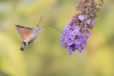Sinekkuşu-şahin güvesi Macroglossum stellatarum bir bahçede çiçek besliyor