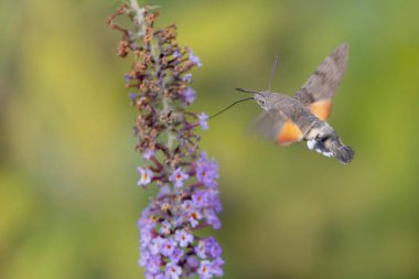 Sinekkuşu-şahin güvesi Macroglossum stellatarum bir bahçede çiçek besliyor