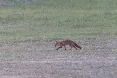 Kırmızı tilki Vulpes çayırda av gezisinde.