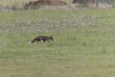 Kırmızı tilki Vulpes çayırda av gezisinde.