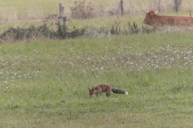 Kırmızı tilki Vulpes çayırda av gezisinde.