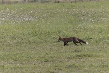 Kırmızı tilki Vulpes çayırda av gezisinde.