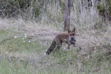 Kırmızı tilki Vulpes çayırda av gezisinde.