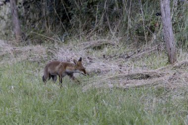 Kırmızı tilki Vulpes çayırda av gezisinde.
