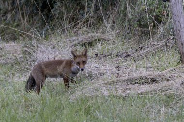 Kırmızı tilki Vulpes çayırda av gezisinde.