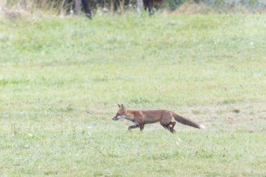 Kırmızı tilki Vulpes çayırda av gezisinde.