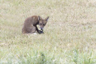 Kırmızı tilki Vulpes çayırda av gezisinde.