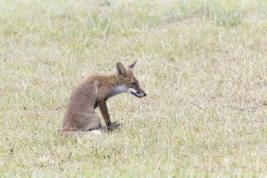 Kırmızı tilki Vulpes çayırda av gezisinde.