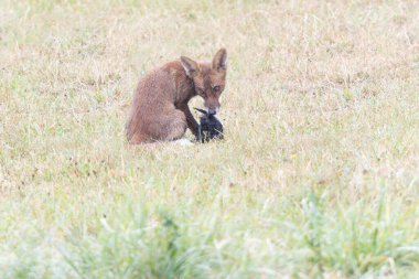 Kırmızı tilki Vulpes çayırda av gezisinde.