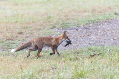 Kırmızı tilki Vulpes çayırda av gezisinde.