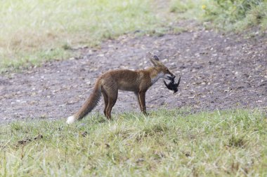 Kırmızı tilki Vulpes çayırda av gezisinde.