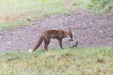 Kırmızı tilki Vulpes çayırda av gezisinde.