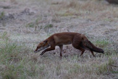 Kırmızı tilki Vulpes çayırda av gezisinde.