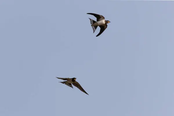 stock image Barn Swallow Hirundo rustica in flight 