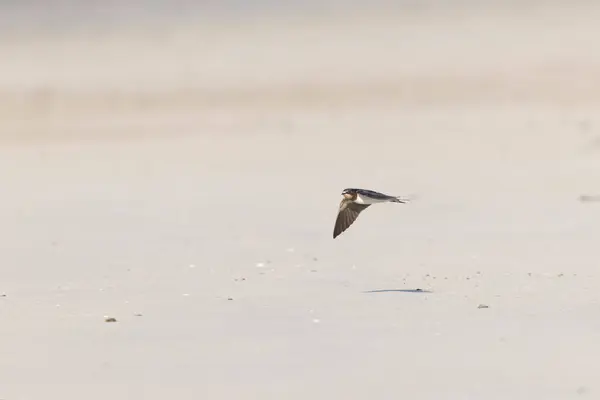 stock image Barn Swallow Hirundo rustica in flight 