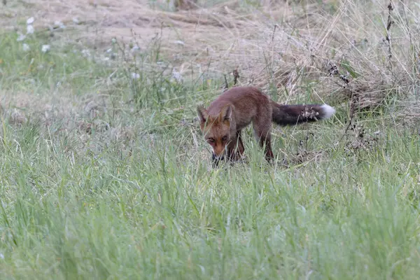 Kırmızı tilki Vulpes çayırda av gezisinde.