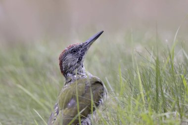 Genç Avrupalı yeşil Ağaçkakan Picus Viridis 'in Portresi 