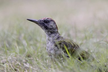 Portrait of a juvenile European green Woodpecker Picus viridis  clipart