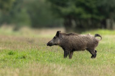 Yaban domuzu Sus Scrofa bir ormanda açık alanda koşuyor.