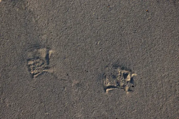 stock image footprints of a laughing gull on a sandy beach in Normandy, France