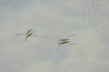 Water strider Gerris lacustris on the surface of a pond in central France clipart