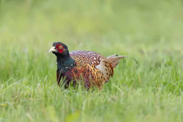 stock image Common pheasant Phasianus colchicus in close view