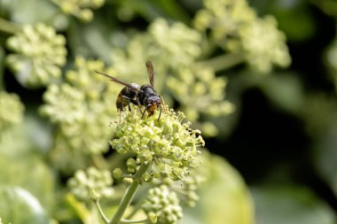 Asian hornet Vespa velutina nigrithorax, an introduced and acclimated species in Europe clipart