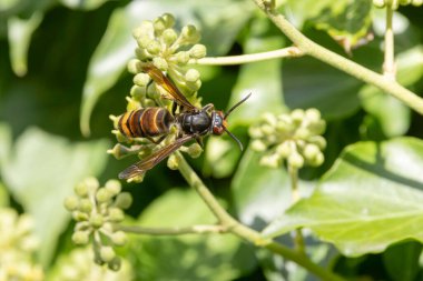 Asian hornet Vespa velutina nigrithorax, an introduced and acclimated species in Europe clipart