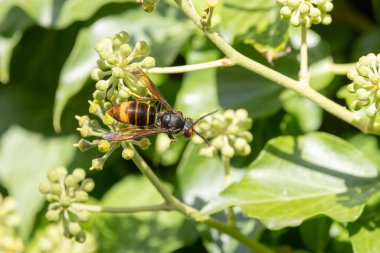 Asian hornet Vespa velutina nigrithorax, an introduced and acclimated species in Europe clipart