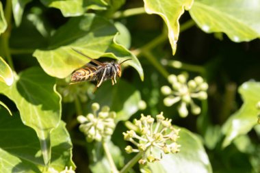 Asian hornet Vespa velutina nigrithorax, an introduced and acclimated species in Europe clipart