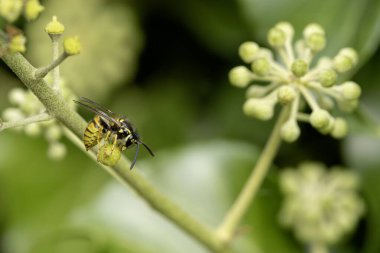 Bir yaprak ya da meyvenin üzerinde oturan sıradan bir eşek arısı Vespula germanica