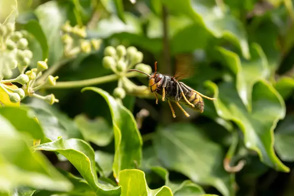 stock image Asian hornet Vespa velutina nigrithorax, an introduced and acclimated species in Europe