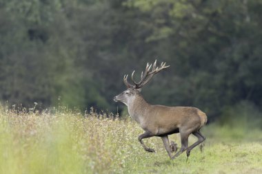 Avrupa ormanlarında geyik Cervus elaphus