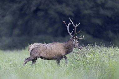Avrupa ormanlarında geyik Cervus elaphus