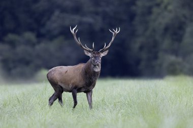 Avrupa ormanlarında geyik Cervus elaphus