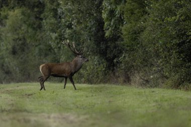 Avrupa ormanlarında geyik Cervus elaphus